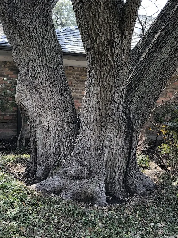 Mature heritage tree close to a Goodland property cared for by certified arborists